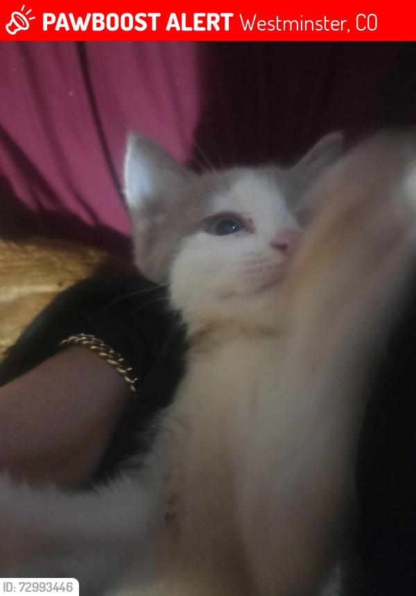 Lost Female Cat last seen Near and sheridan blvd, Westminster, CO 80031