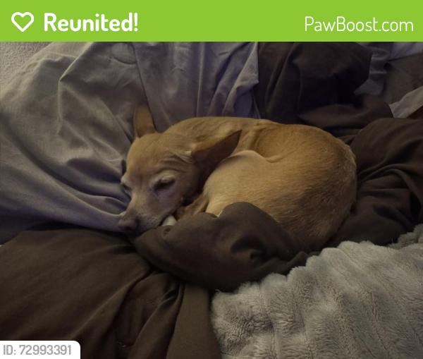 Reunited Male Dog last seen Near Button Willow Dr, Fort Worth, TX 76123, USA, Fort Worth, TX 76123