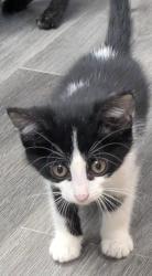 Shelter Stray Female Cat last seen , 22415 Groesbeck Hwy, Warren, MI 48089, USA