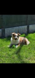 Reunited Female Dog last seen State and Eagle, Eagle, ID 83616