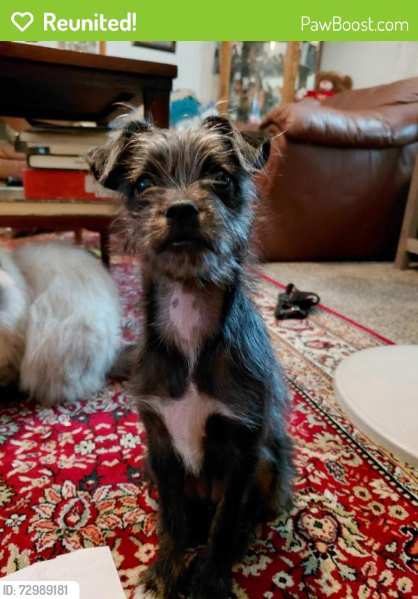 Reunited Female Dog last seen Whitendale, Visalia, CA 93277