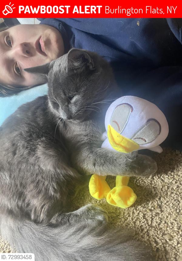 Lost Female Cat last seen Near sesquhanna animal shelter , Burlington Flats, NY 13315