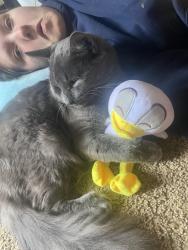 Lost Female Cat last seen Near sesquhanna animal shelter , Burlington Flats, NY 13315