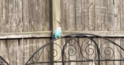 Found/Stray Unknown Bird last seen Carrington and W 135, Cleveland, OH 44135