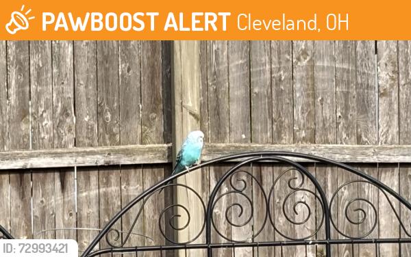 Found/Stray Unknown Bird last seen Carrington and W 135, Cleveland, OH 44135
