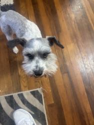 Reunited Male Dog last seen Near N L St, Pensacola, FL 32502, USA, Pensacola, FL 32502