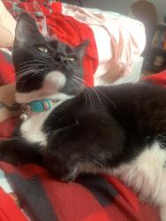 Lost Female Cat last seen Urbandale avenue, Des Moines, IA 50310
