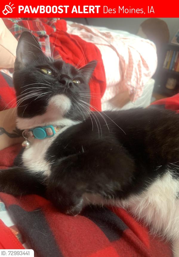 Lost Female Cat last seen Urbandale avenue, Des Moines, IA 50310