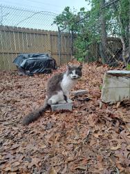Reunited Male Cat last seen Evergreen Avenue and 12th Street , Cayce, SC 29033