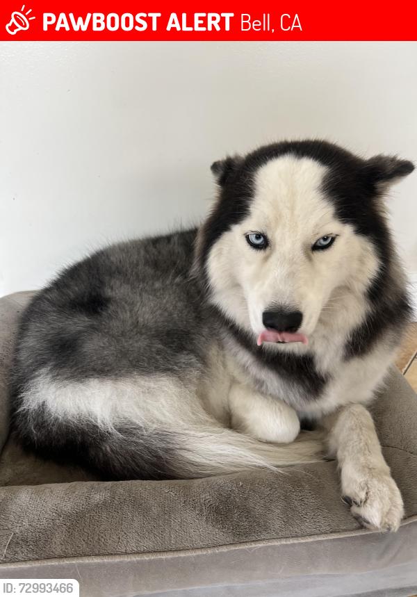 Lost Female Dog last seen LA RIVER C, Bell, CA 90201