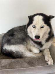 Lost Female Dog last seen LA RIVER C, Bell, CA 90201