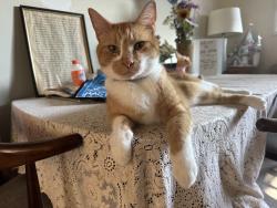 Reunited Male Cat last seen Near block of Warfield between Bloasom and Green , Redondo Beach, CA 90278