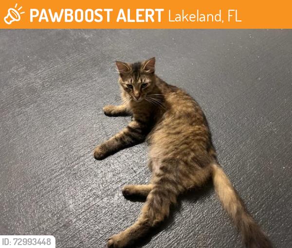 Rehomed Female Cat last seen Retreat at Lakeland apmt complex, Lakeland, FL 33809