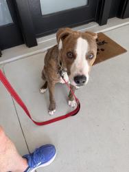 Found/Stray Male Dog last seen Park and 25th, Indianapolis, IN 46205