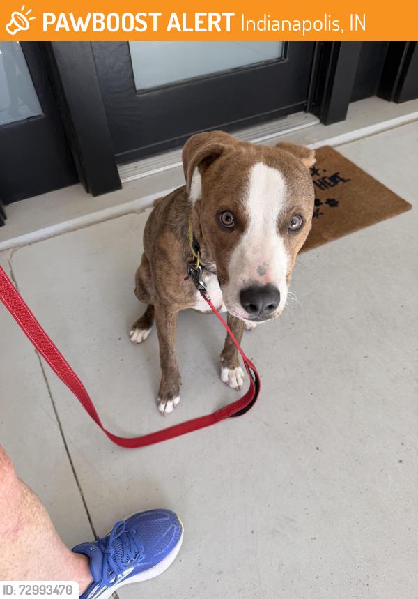 Found/Stray Male Dog last seen Park and 25th, Indianapolis, IN 46205
