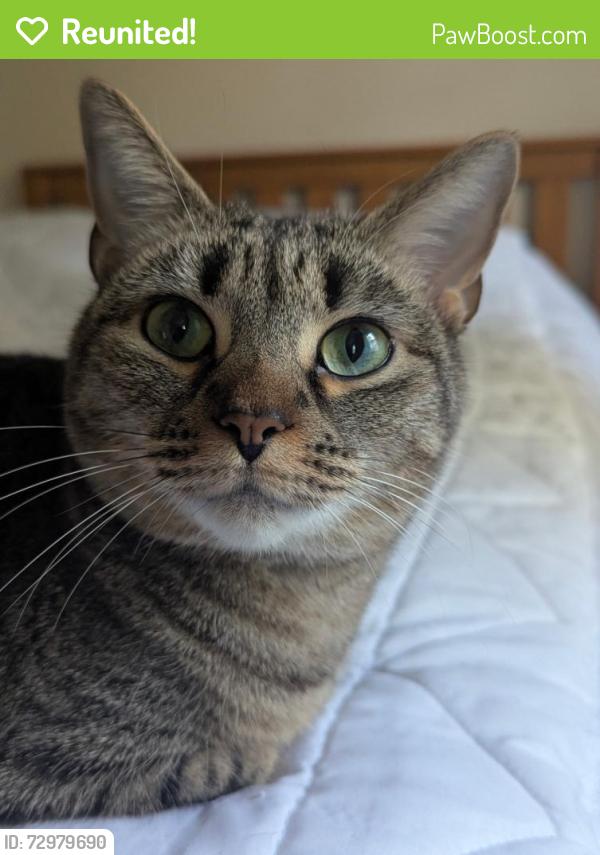 Reunited Female Cat last seen Huntsman Lake, Springfield, VA 22153