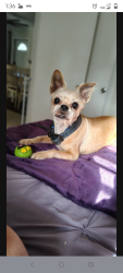 Lost Male Dog last seen Davie boulevard , Fort Lauderdale, FL 33312