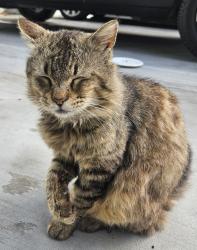 Lost Male Cat last seen Sedgwick Avenue, Riverside, CA 92507