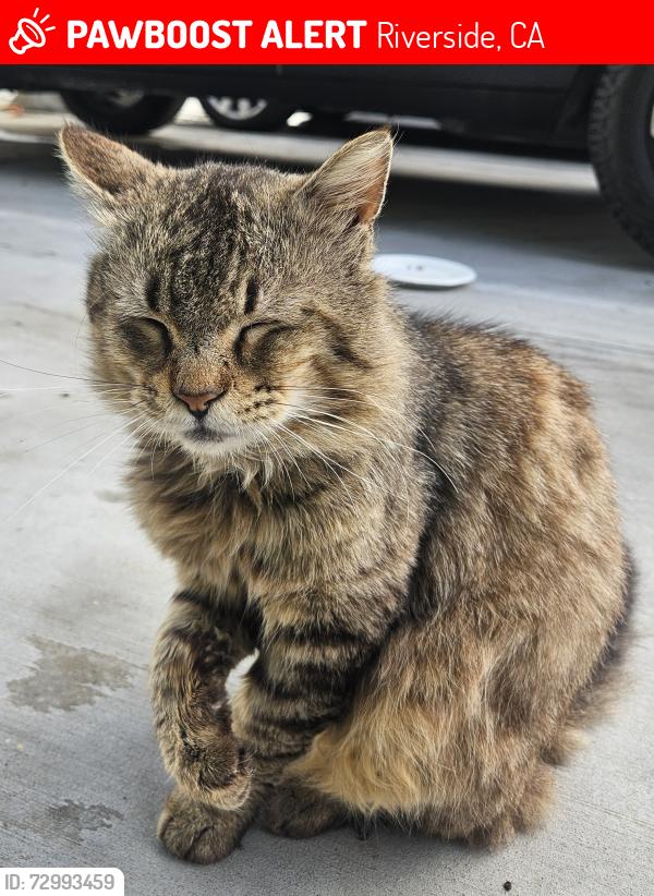 Lost Male Cat last seen Sedgwick Avenue, Riverside, CA 92507
