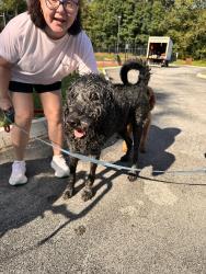 Reunited Male Dog last seen Sedgefield, Farragut, TN 37934