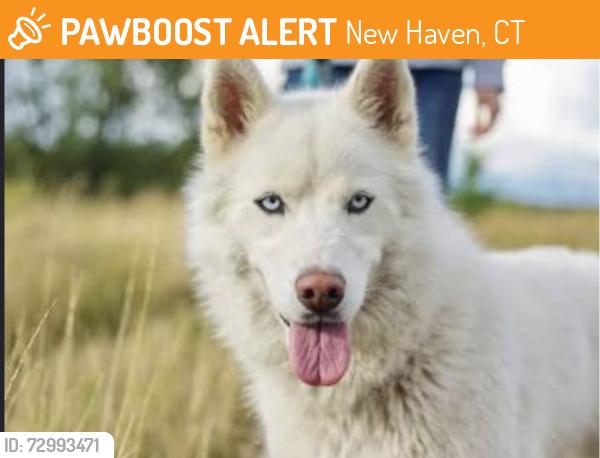 Found/Stray Unknown Dog last seen Base of East Rock State Park at the end of Orange Street. Dog seems to be confused, non-aggressive, white husky about 55 pounds. Wearing a collar, quite skittish so I could not get a picture or approach the dog., New Haven, CT 06511