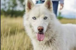Found/Stray Unknown Dog last seen Base of East Rock State Park at the end of Orange Street. Dog seems to be confused, non-aggressive, white husky about 55 pounds. Wearing a collar, quite skittish so I could not get a picture or approach the dog., New Haven, CT 06511