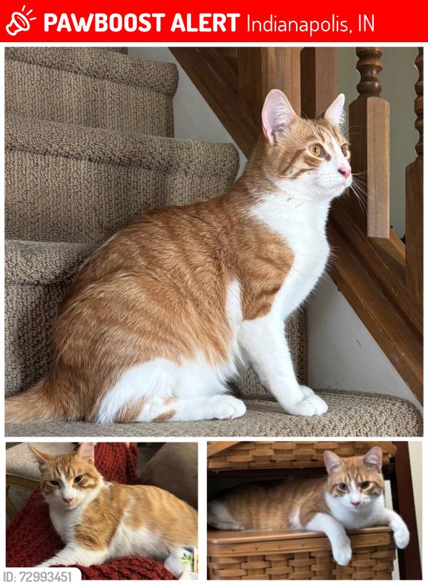 Lost Male Cat last seen Near Bracken Drive, Indianapolis, IN 46259, Indianapolis, IN 46239