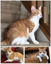 Lost Male Cat last seen Near Bracken Drive, Indianapolis, IN 46259, Indianapolis, IN 46239