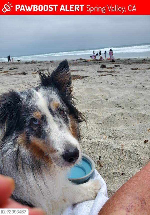 Lost Female Dog last seen Steele Canyon and Par 4 road, Spring Valley, CA 91978