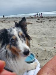 Lost Female Dog last seen Steele Canyon and Par 4 road, Spring Valley, CA 91978