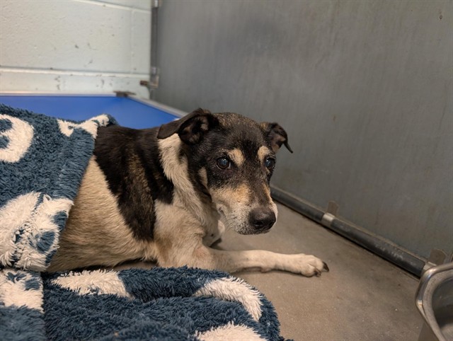 Shelter Stray Male Dog last seen LRMC 600 E DIXIE AVE, LEESBURG, 12280 County Rd 448, Tavares, FL 32778, USA