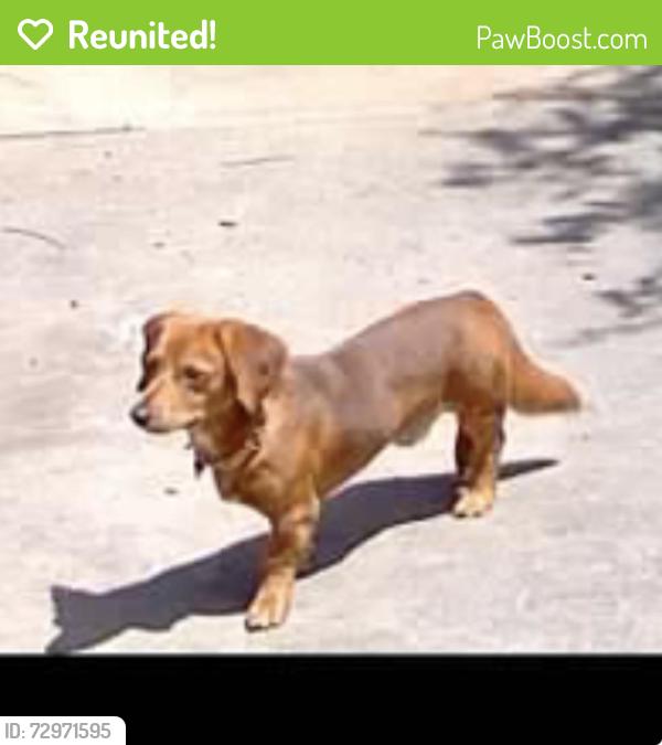 Reunited Male Dog last seen Twohig & Lincoln, San Angelo, TX 76901