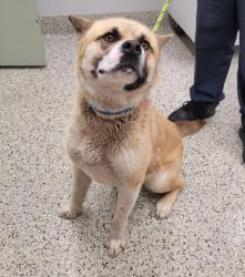 Shelter Stray Male Dog last seen Near BLOCK LANSDOWNE ST, DETROIT, MI 48224, 7401 Chrysler Dr, Detroit, MI 48211, USA