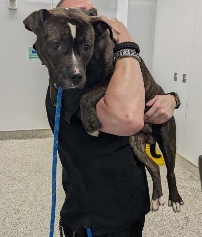 Shelter Stray Male Dog last seen Near BLOCK GRATIOT AVE, DETROIT MI 48213, 7401 Chrysler Dr, Detroit, MI 48211, USA