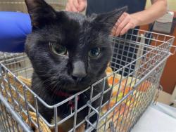 Shelter Stray Male Cat last seen Near BLOCK N 3RD ST, 3839 W Burnham St, West Milwaukee, WI 53215, USA