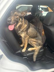 Shelter Stray Male Dog last seen HAMILTON AVE & EMMA AVE,63136, 10521 Baur Blvd, Olivette, MO 63132, USA