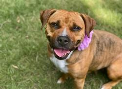 Shelter Stray Female Dog last seen CHARLOTTE, 8315 Byrum Dr, Charlotte, NC 28217, USA