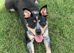 Shelter Stray Female Dog last seen CHARLOTTE, 8315 Byrum Dr, Charlotte, NC 28217, USA