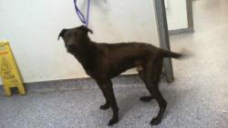 Shelter Stray Male Dog last seen CHARLOTTE, 8315 Byrum Dr, Charlotte, NC 28217, USA