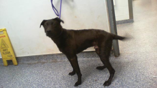Shelter Stray Male Dog last seen CHARLOTTE, 8315 Byrum Dr, Charlotte, NC 28217, USA