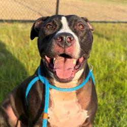 Shelter Stray Male Dog last seen Near , 2600 S Harding St, Indianapolis, IN 46221, USA