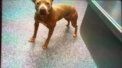 Shelter Stray Female Dog last seen CHARLOTTE, 8315 Byrum Dr, Charlotte, NC 28217, USA