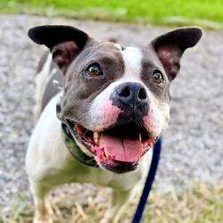 Shelter Stray Female Dog last seen Near , 2600 S Harding St, Indianapolis, IN 46221, USA