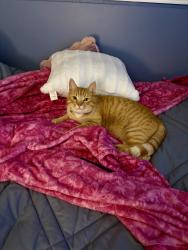 Lost Male Cat last seen Flemingo St. Blenheim ON, Blenheim, ON N0P 1A0