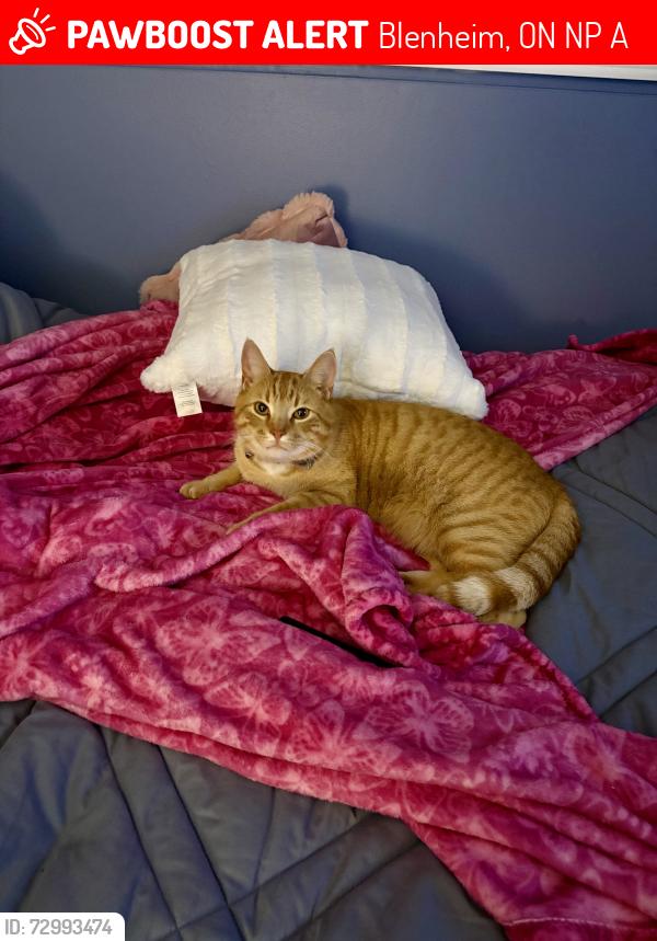 Lost Male Cat last seen Flemingo St. Blenheim ON, Blenheim, ON N0P 1A0