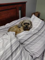 Reunited Male Dog last seen Near Sunken Valley Dr, Nampa, ID 83687, USA, Nampa, ID 83687