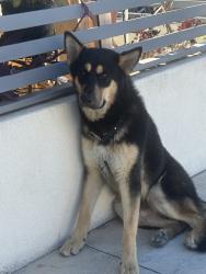 Found/Stray Male Dog last seen Near central , Los Angeles, CA 90002