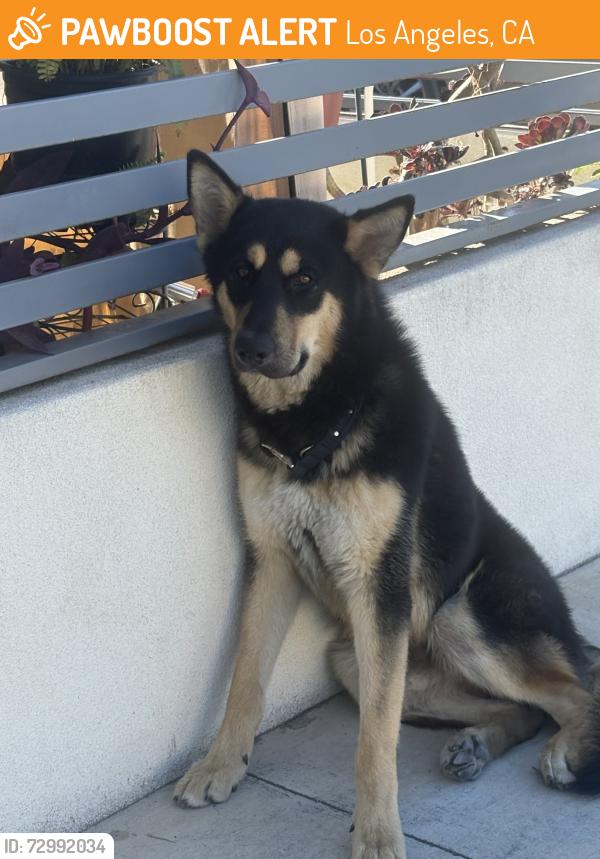 Found/Stray Male Dog last seen Near central , Los Angeles, CA 90002
