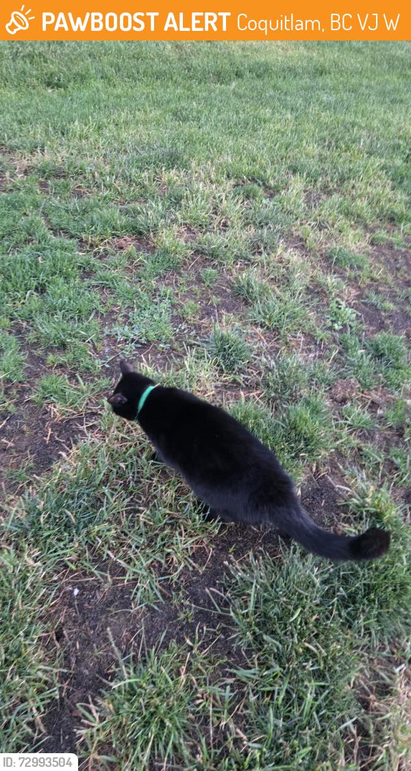 Found/Stray Unknown Cat last seen burquitlam park, Coquitlam, BC V3J 2W2