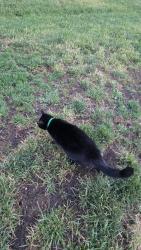 Found/Stray Unknown Cat last seen burquitlam park, Coquitlam, BC V3J 2W2